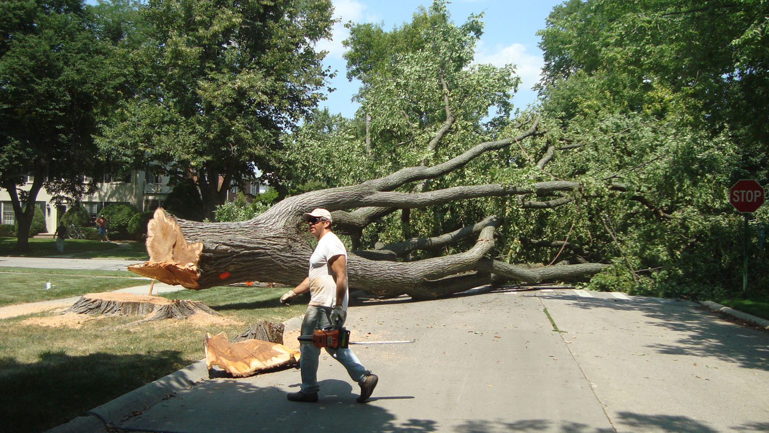 Services sinnott tree service